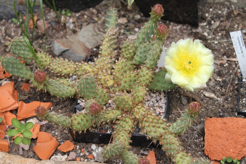 Opuntia fragilis1.JPG