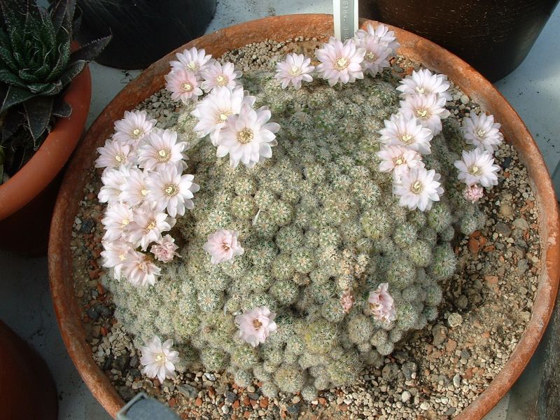 G.bruchii.jpg