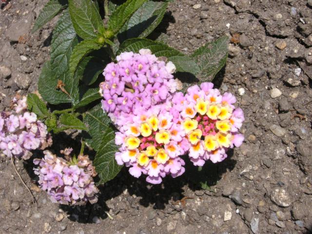 K640_Lantana camara.JPG