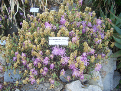 Lampranthus roseus.png