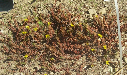 Sedum stahlii.png