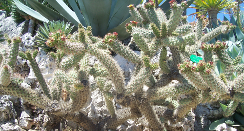 Opuntia spinosior.png