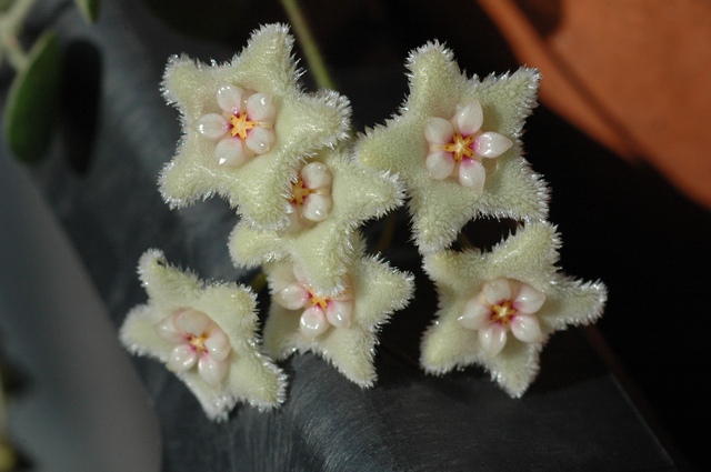 Hoya_serpens_Bluete_2009_01.jpg