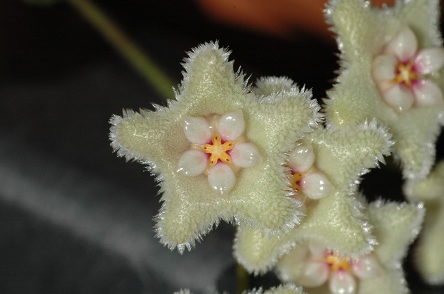 Hoya_serpens_Bluete_2009_02.jpg