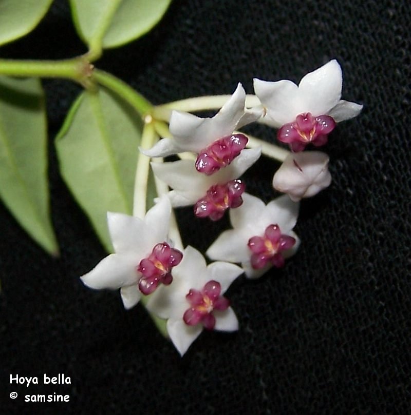 Hoya bella