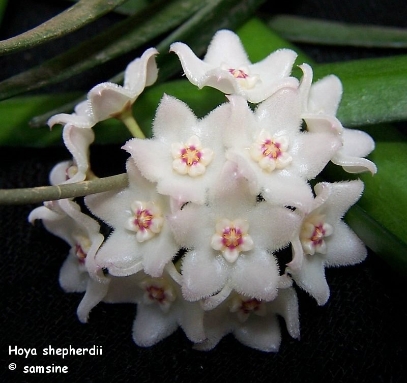 Hoya shepherdii