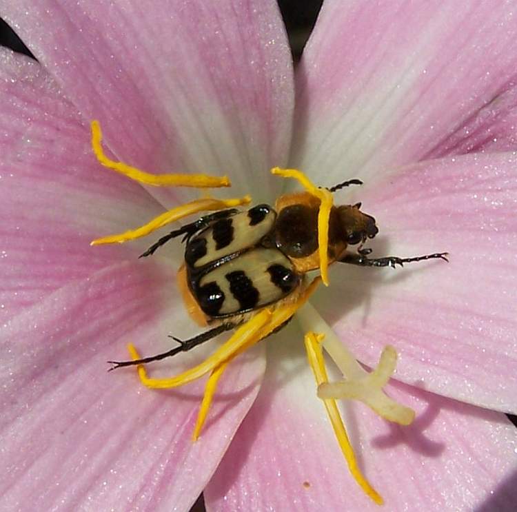 Habranthus robustus mit Trichius zonatus