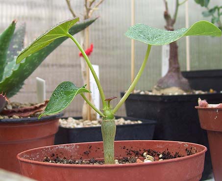 jatropha010809.jpg