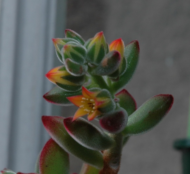 Echeveria_pulvinata_Bluete_2009_Z_100.jpg