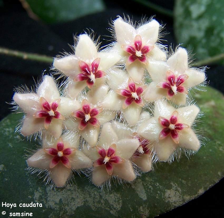 Hoya caudata