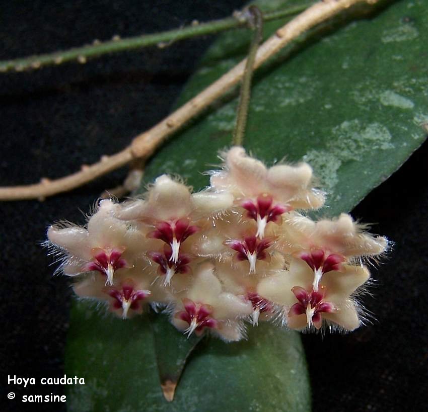 Hoya caudata