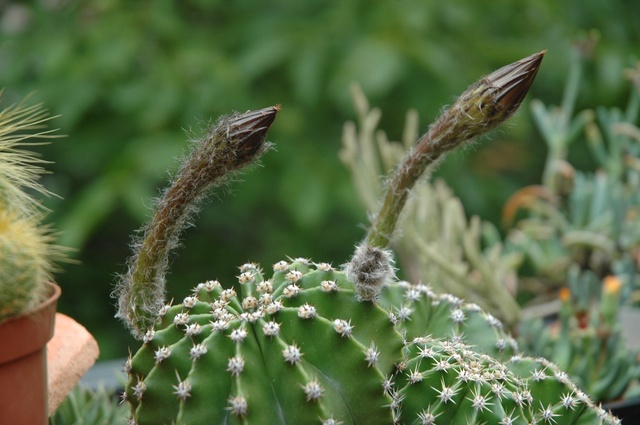 Echinopsis_Conny_2009_3Knospen_100.jpg