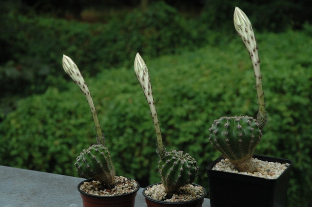 Echinopsis_Uli_Blueten_2009_01_100.jpg