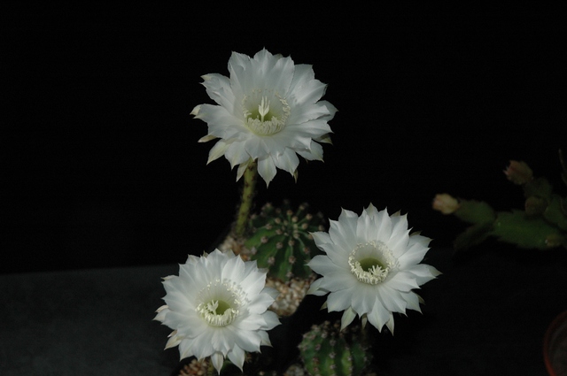 Echinopsis_Uli_Blueten_2009_04_100.jpg