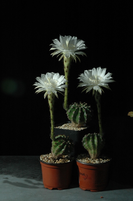 Echinopsis_Uli_Blueten_2009_05_100.jpg