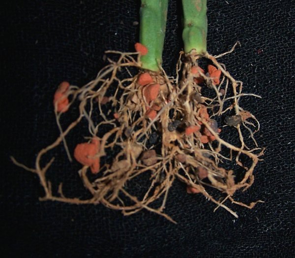 Euphorbia pteroneura, frisch bewurzelte Stecklinge