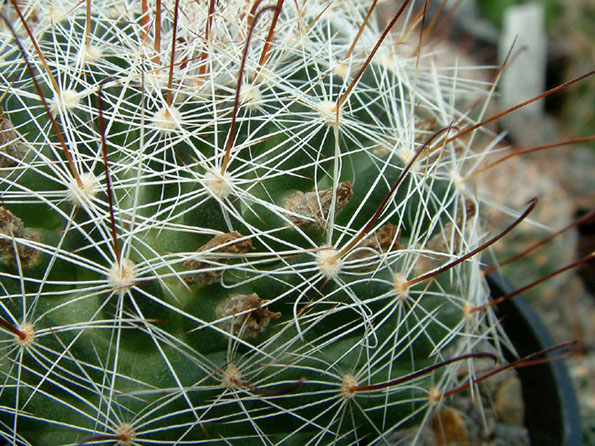 &quot;Grüne Früchtchen&quot; bei Mammillaria viridiflora DC936 Mt.Graham, AZ