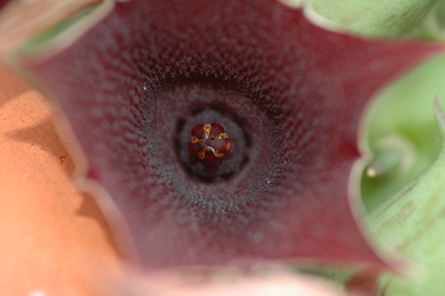 Huernia_1_Bluete_100.jpg