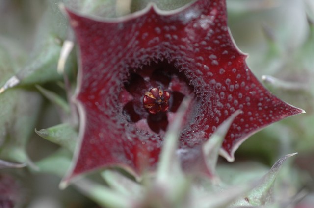 Huernia_2_Bluete.JPG_ImShrk_tmp.jpg