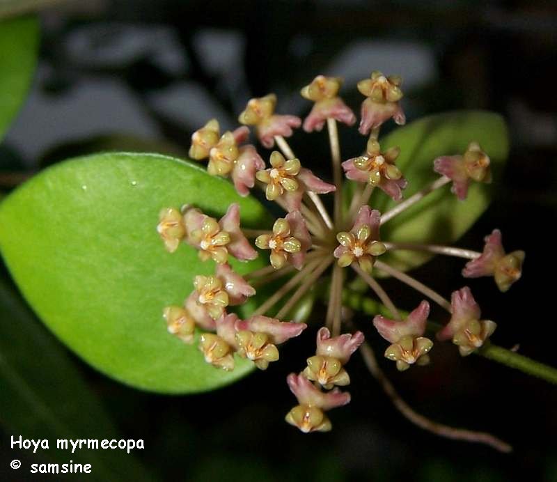 Hoya myrmecopa