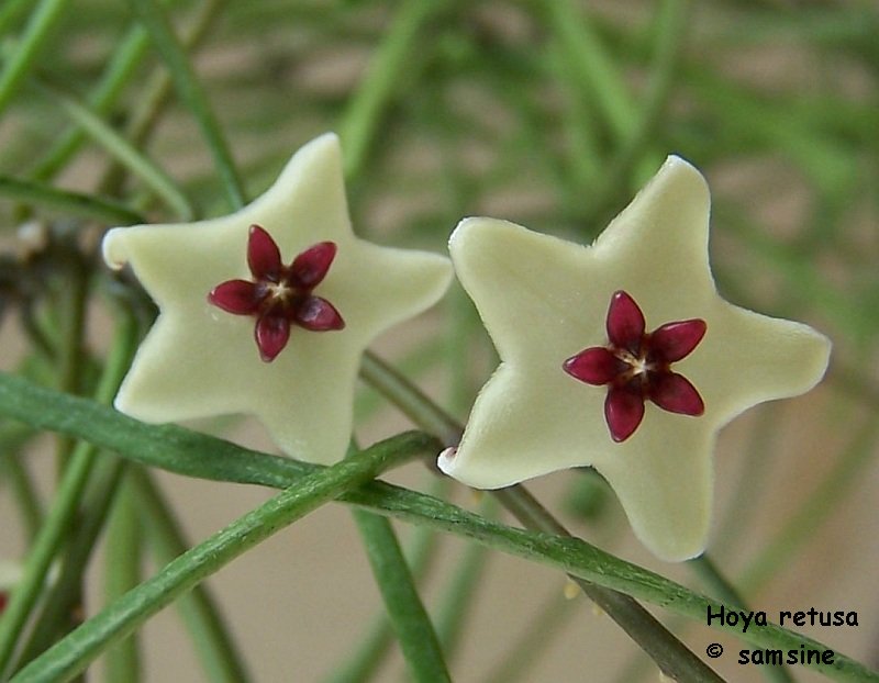 Hoya retusa