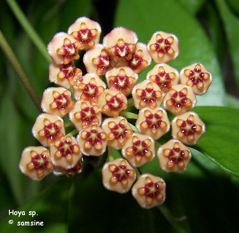 Hoya sp. Ambon