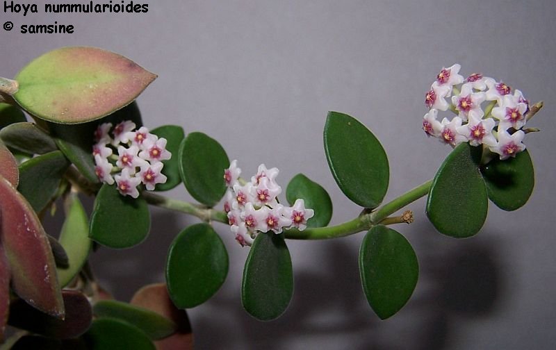 Hoya nummularioides