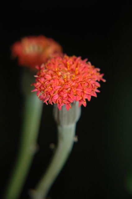 Senecio_pendulus_Nov_2009_2_80.jpg