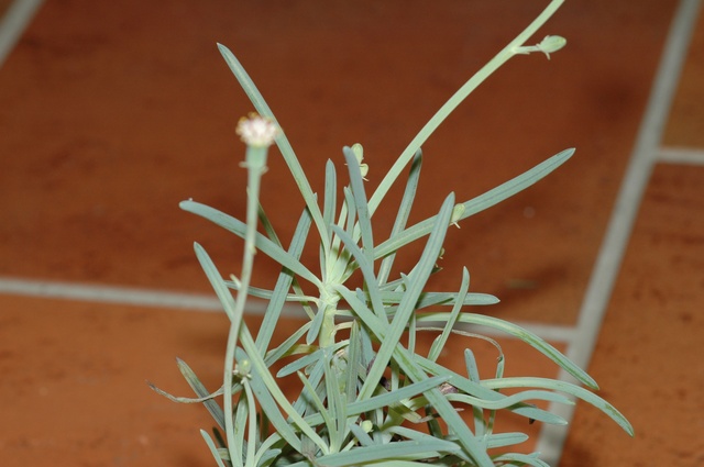 Senecio_X_Nov_2009_2_80.jpg