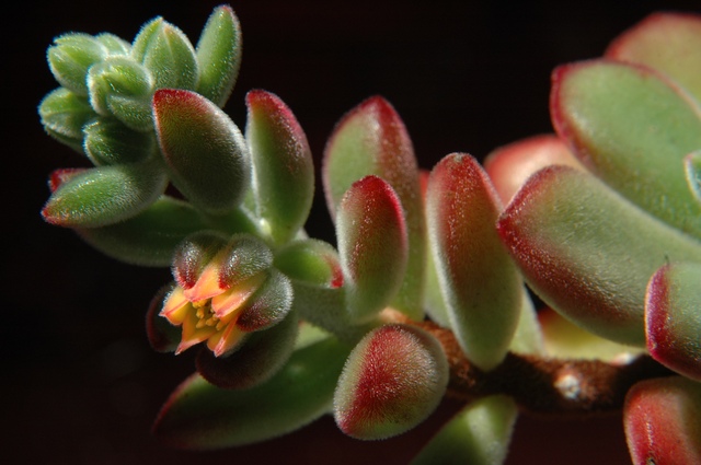 Echeveria_pulvinata_2009_100.jpg