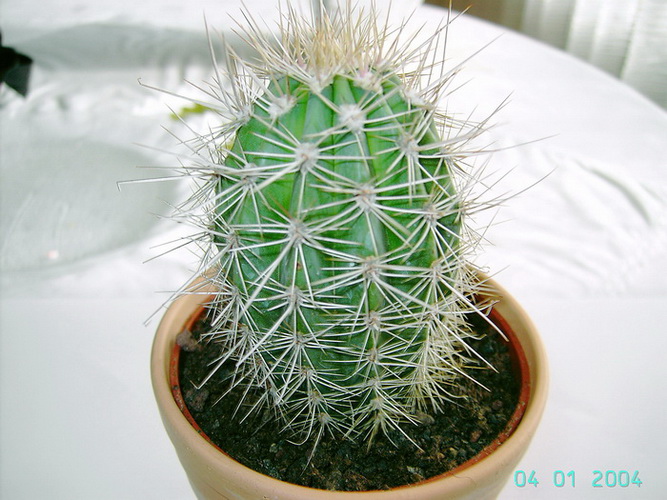 Cereus.jpg