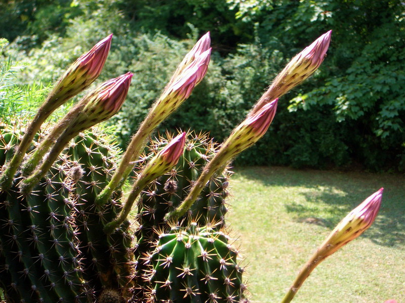 blumenterrassekaktusblt.jpg