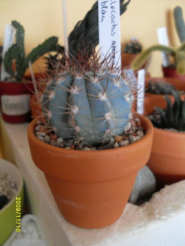 K800_Melocactus azureus blau.JPG