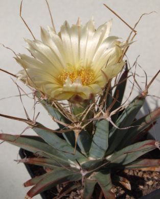 Leuchtenbergia principis