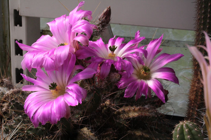 echinocereus-spec.jpg