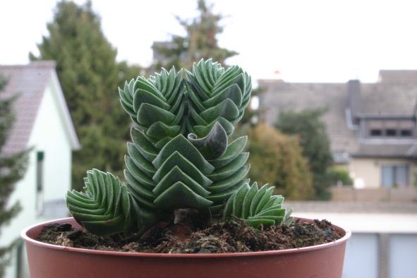 Crassula capitella?