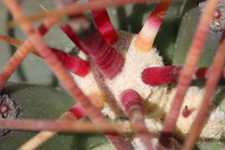 Ferocactus?