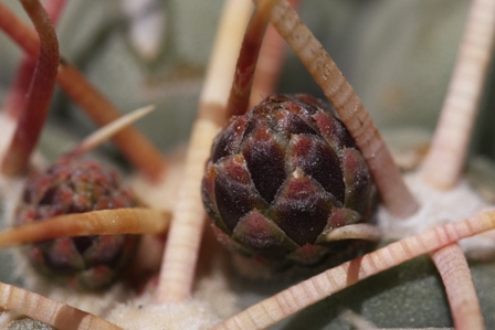 Thelocactus