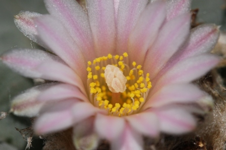 Lophophora w