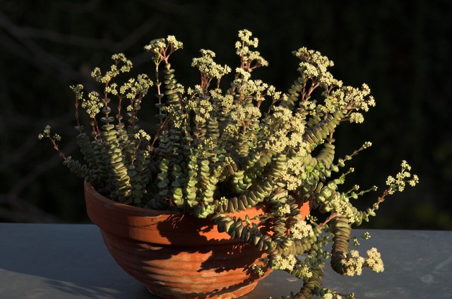 Crassula_marnierana_Bluete01_100.jpg