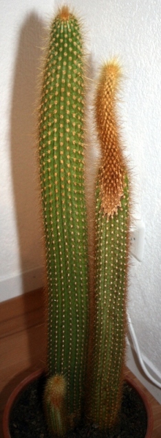 Kaktus1 Komplett