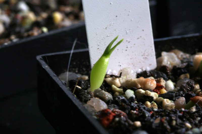 Pachypodium_densiflorum_1Woche.jpg