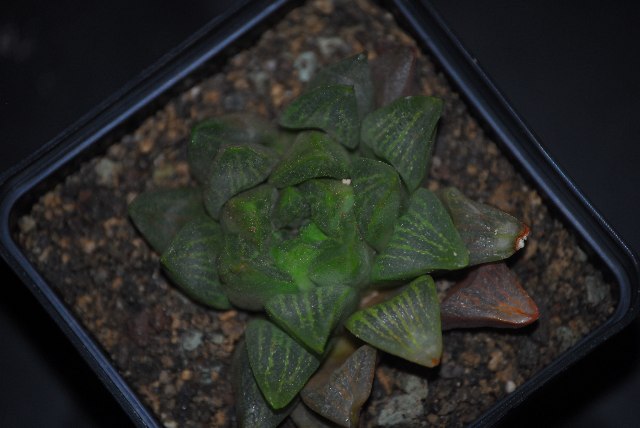 haworthia2 029yy.jpg