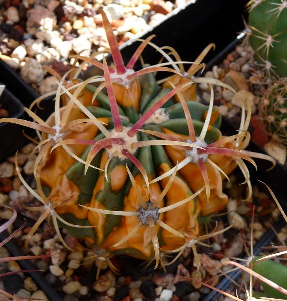 Ferocactus