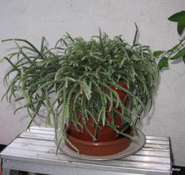 Rhipsalis Pilocarpa.JPG