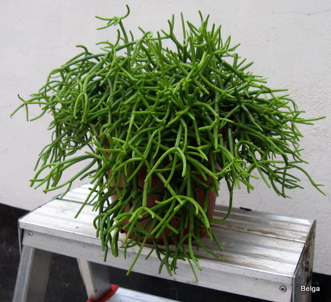 Rhipsalis Hetroclada