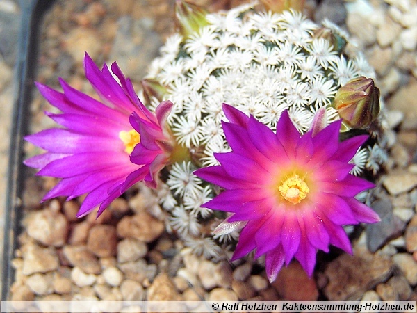 252 Mammillaria hernandezii.JPG