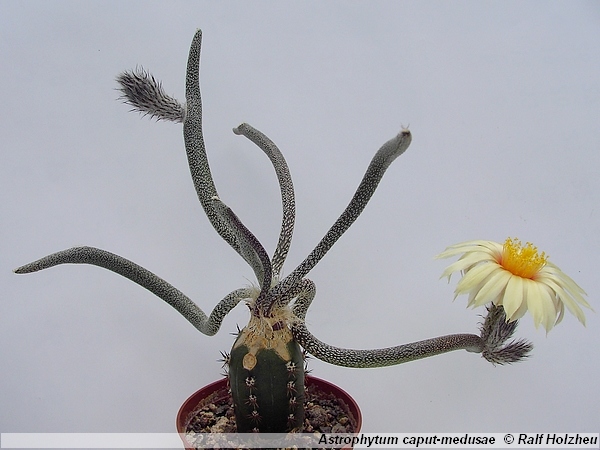 532_Astrophytum_caput-medusae.JPG