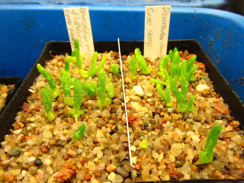 meyerophytum; dicrocaulon