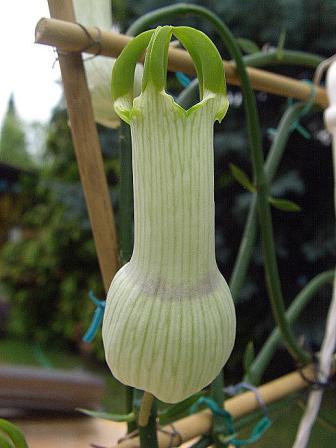 Ceropegia ampliata.jpg